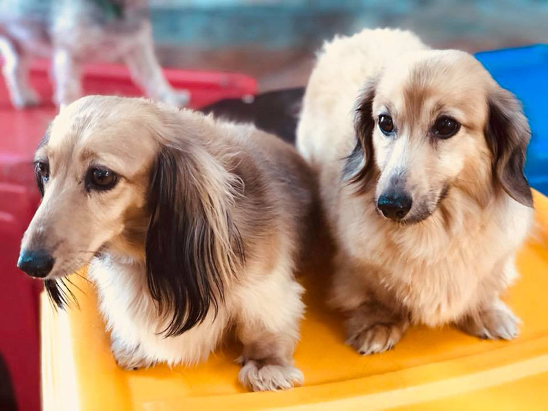 Photo Gallery All American Pet Resorts Royal Oak